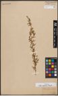 Foto von Salix capensis Thunb.